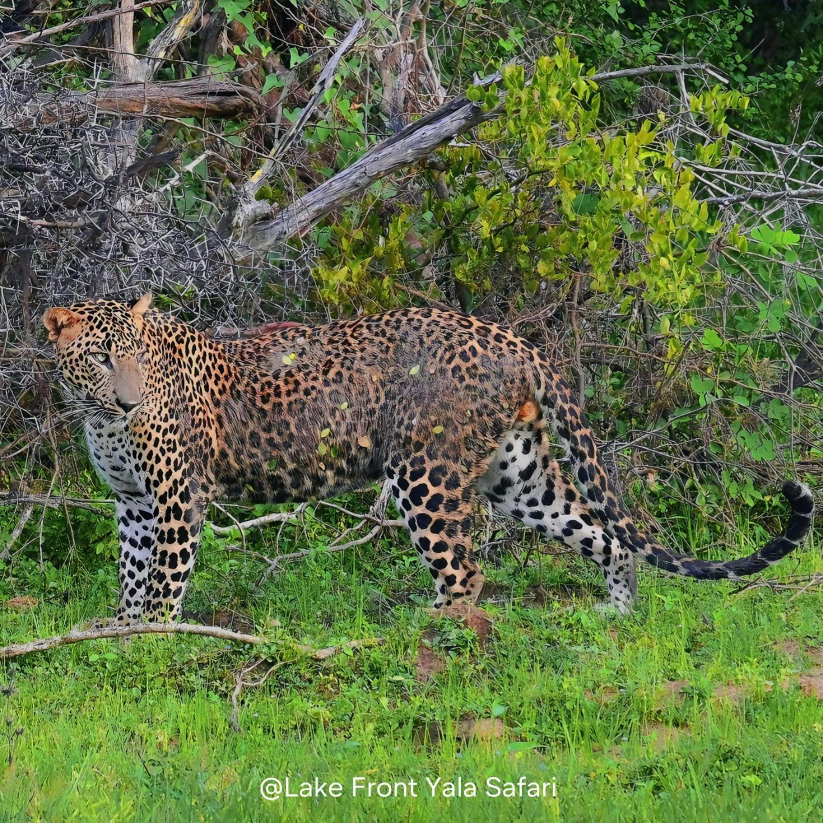 Lake Front Yala Safari Kataragama Extérieur photo